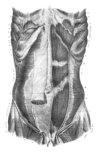背部躯干解剖雕刻1866年图片下载