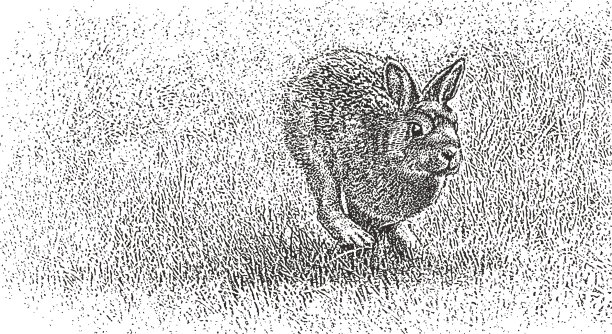 兔和松鼠跑开了图片下载