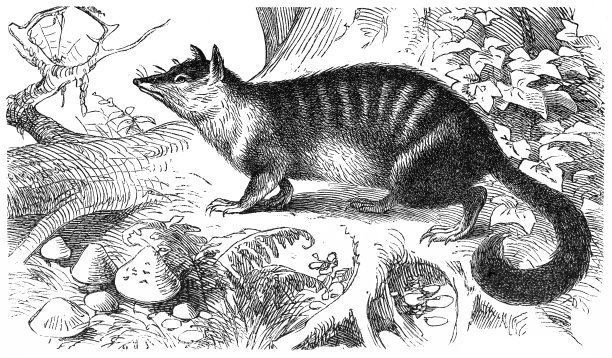 袋熊(Myrmecobius fasciatus)图片下载