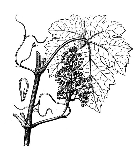 古董版画插图:藤芽图片下载