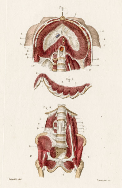 横膈膜腰椎解剖学雕刻1886图片下载