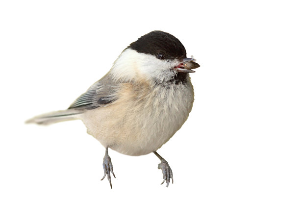 煤山雀孤立在白色背景上图片下载