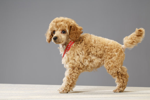 可爱的迷你狮子狗图片下载