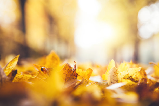 秋季照片素材专题