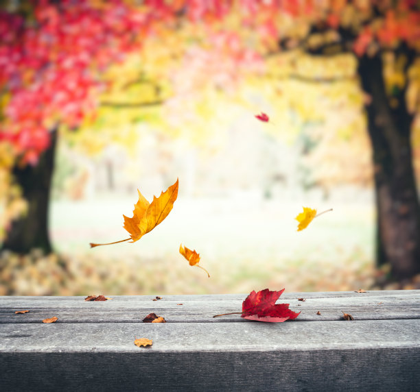 秋叶下降素材图片