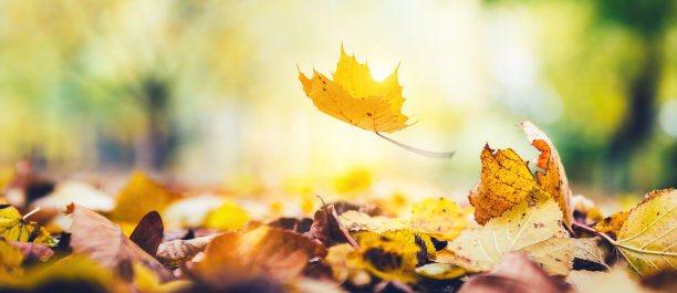 公园里的落叶素材图片