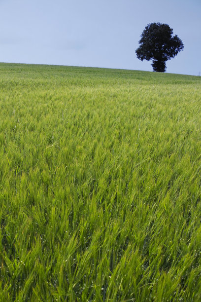 春大麦图片下载