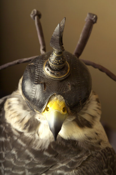 法尔科图片下载