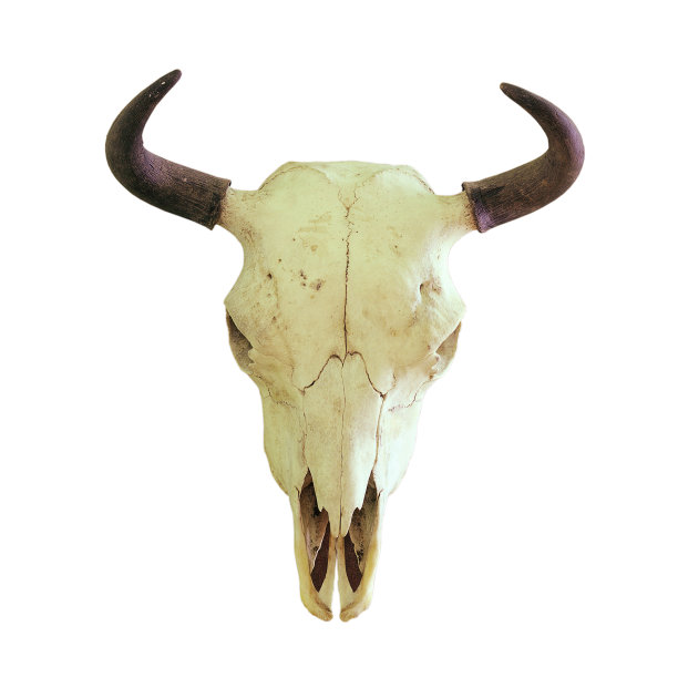 欧洲野牛的头骨图片下载