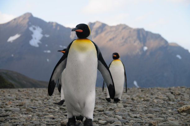 福尔图纳湾的帝企鹅图片下载