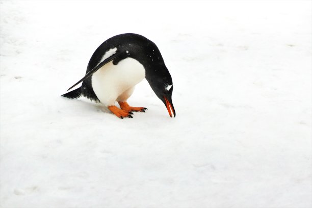 ペンギンのお散歩图片下载