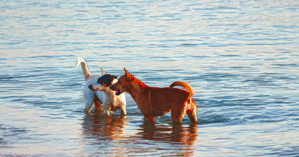 插画海上的狗图片下载