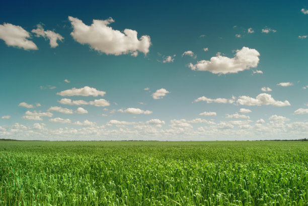 萨拉托夫地区的绿色田野在蓝天和美丽的云彩下图片下载