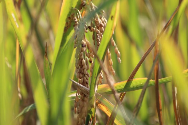 谷物绿色植物图片下载