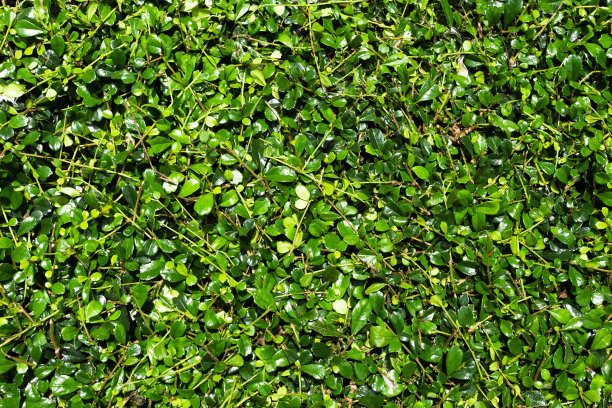 绿色的叶子图片下载