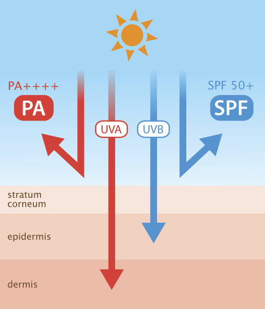 紫外线和防晒霜的示意图图片下载