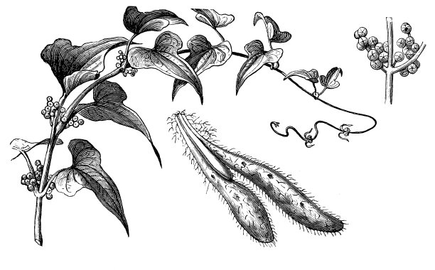 手绘插画素材ID：307405254