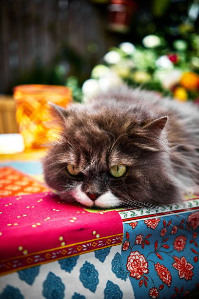 美丽的波斯猫与绿色的眼睛在花园里一个彩色的桌子上图片下载