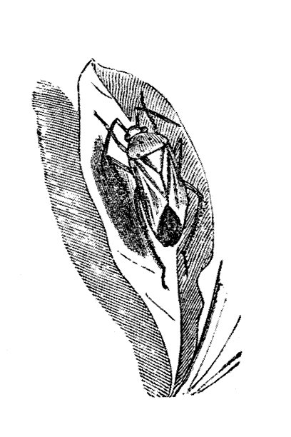 叶虫(双斑叶虫)图片下载