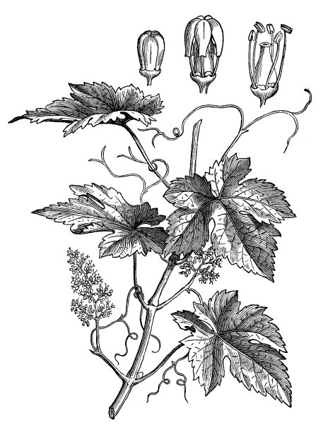 葡萄，酿酒葡萄，紫叶葡萄，普通葡萄(葡萄)图片下载