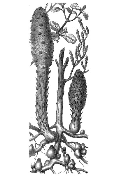 Matelse蘑菇(Cynomorium coccineum)图片下载