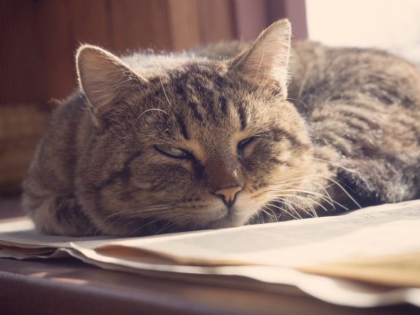 猫睡在窗户上图片下载