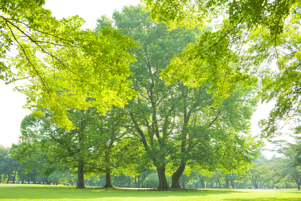 阳光明媚的公园图片下载