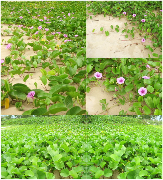 山羊的脚creepe图片下载