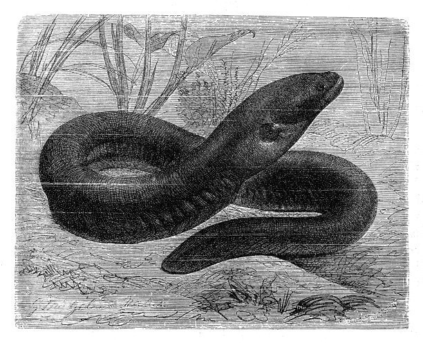 电鳗(Electrophorus electricus)图片下载