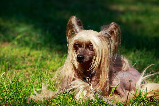 犬种中国冠毛犬