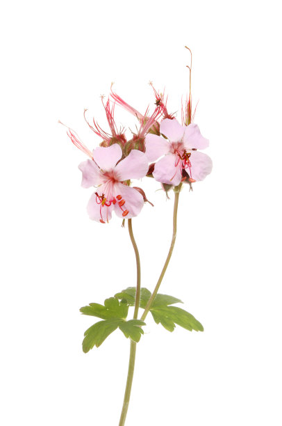 野生天竺葵花图片下载