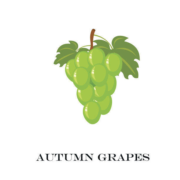秋天的绿葡萄。矢量插图。白色背景。素材图片