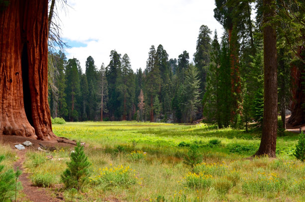 红杉草地图片下载