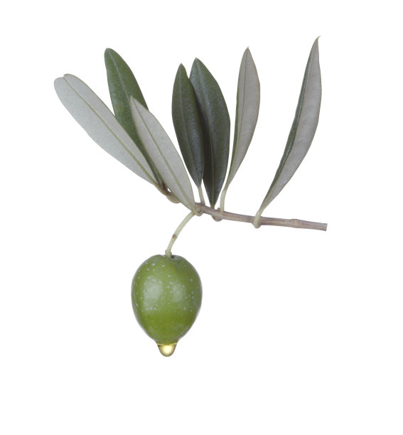 橄榄作物与油滴图片下载