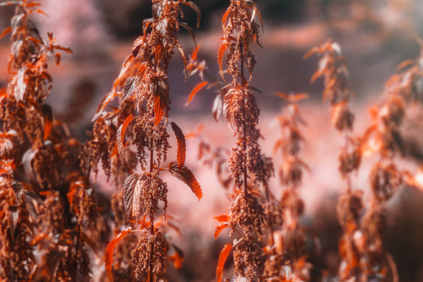 Wildflowers.Morning.Nettle。图片下载