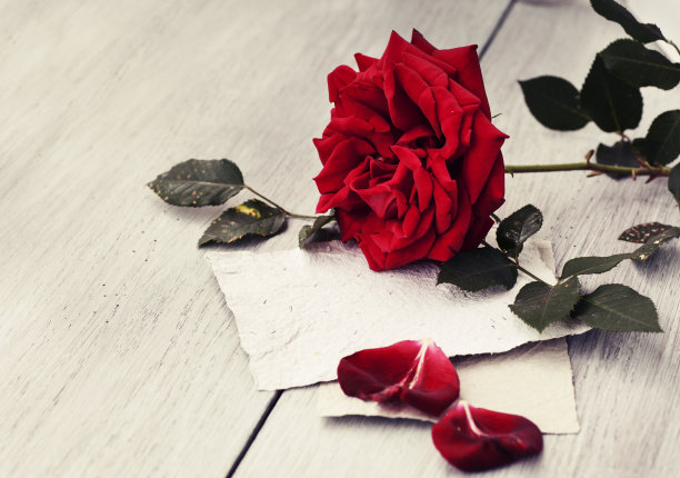 玫瑰书香复古效果风格图片图片下载