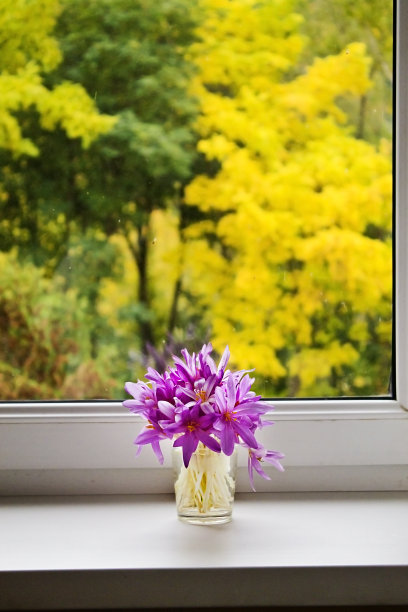 秋番红花图片下载