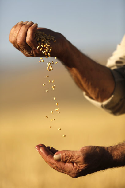 农民的手和小麦谷物素材图片