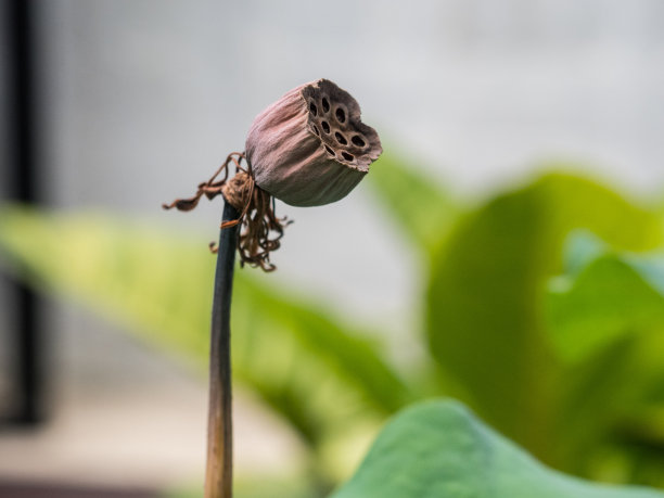 干燥的莲花,莲花图片下载