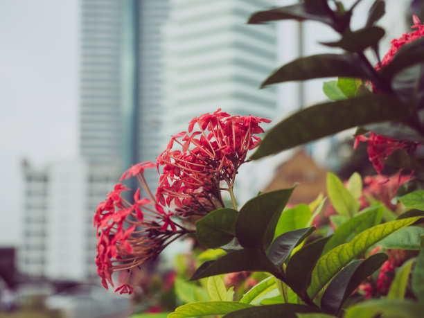 盛开的红色穗花与模糊的城市背景。图片下载