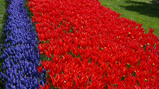 花园里的红色郁金香花图片下载