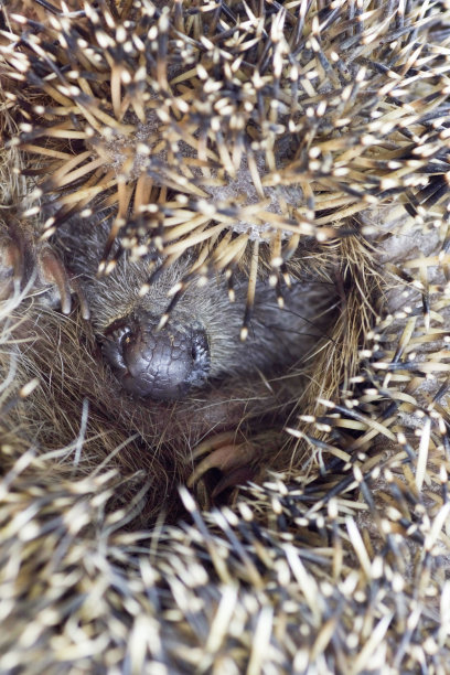 卷曲刺猬鼻子特写图片下载