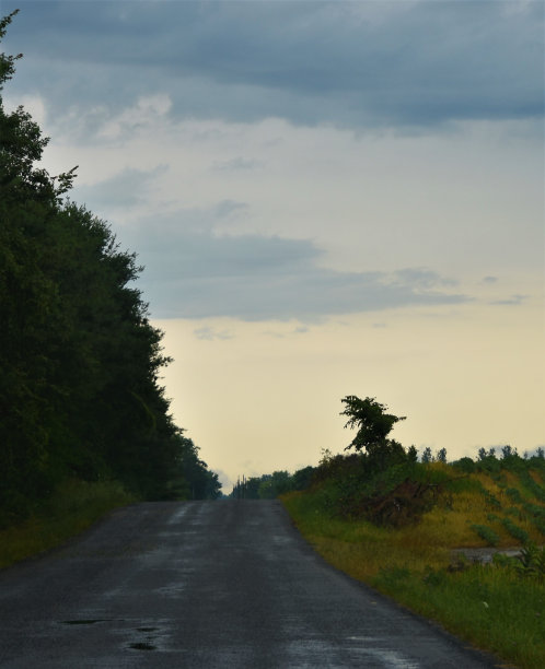 鸟的剪影图片下载