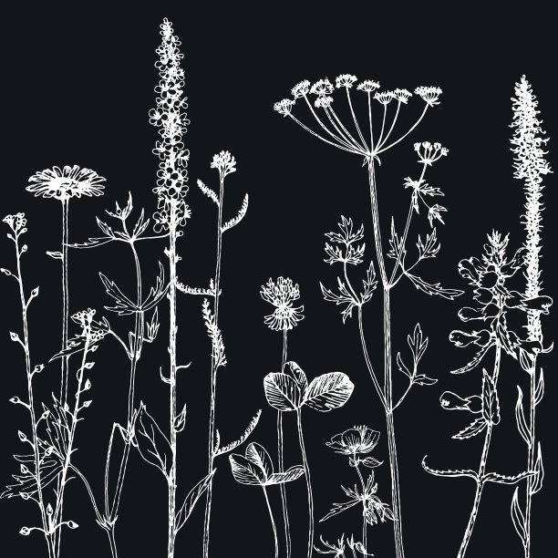 背景与绘制草本和花卉图片下载