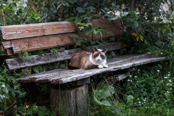 木凳上的暹罗猫图片下载