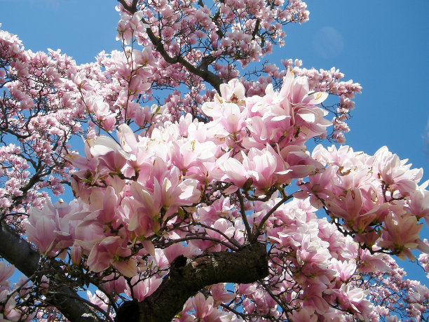 2010年华盛顿木兰树图片下载