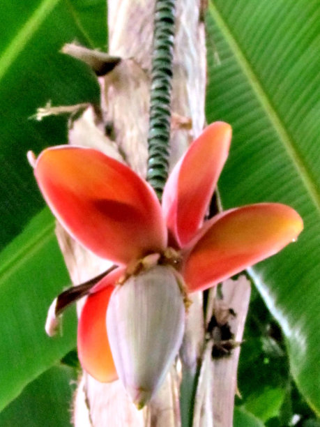 华盛顿马尼拉麻树2011图片下载