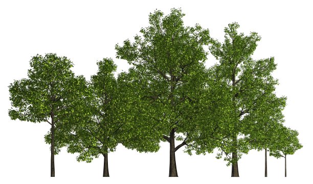 一组树孤立的白色3d插图图片下载