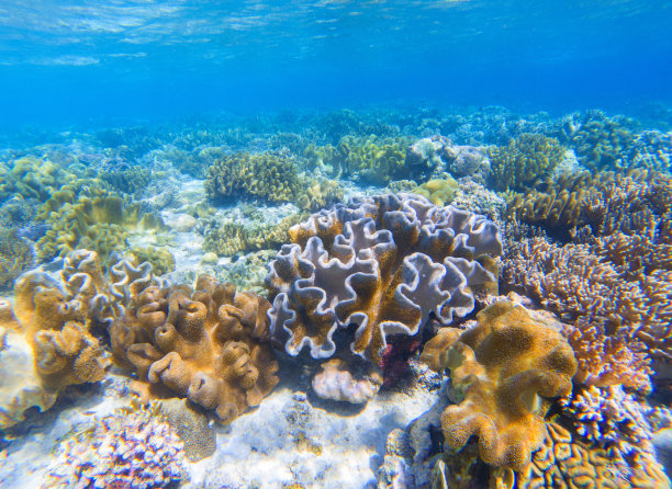 水下景观与珊瑚礁。珊瑚海底照片。海滨的观点。图片下载