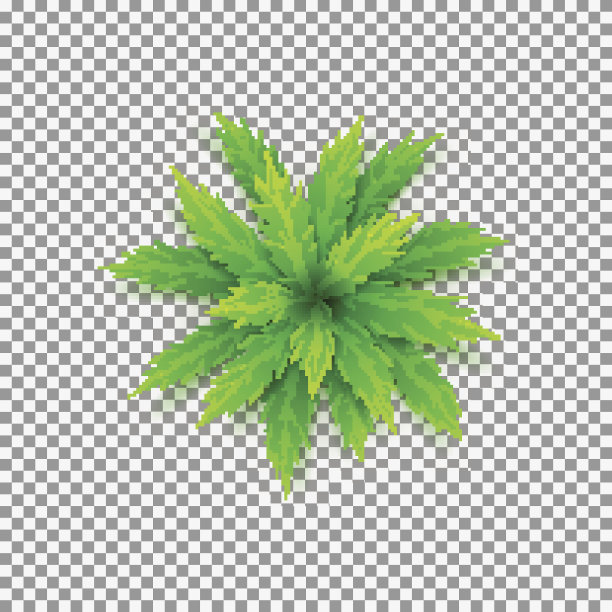 矢量棕榈树孤立在透明的背景图片下载